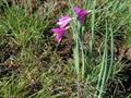 Olsynium douglasii